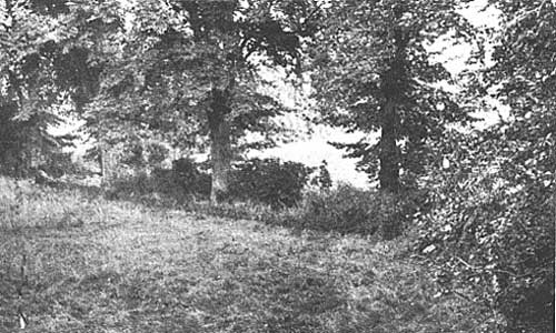 Nun's Walk at Borley Nun's Walk at Borley