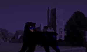 Black Dog