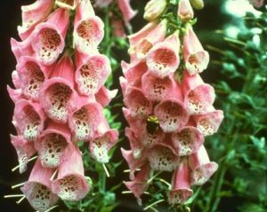 Foxgloves sprung up as the blood gushed from St Nectan's decapitated head!
