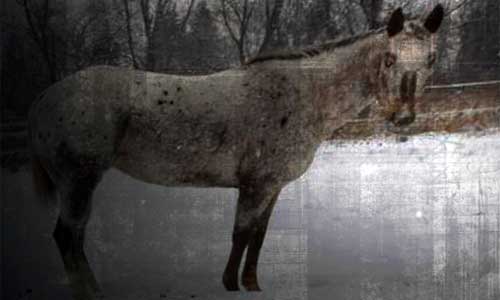 The Brag, Don't Ride Shape-Shifting Devil Horse! 1 What is a brag, shape-shifting devil horse?