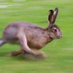 St Mechell Raises Giant from the Dead! 1