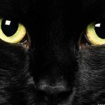 The Trouble with the Witch’s Familiar 3