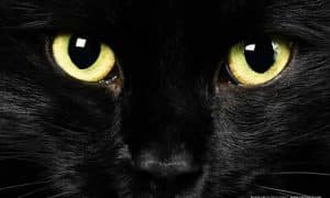 The Trouble with the Witch’s Familiar 1