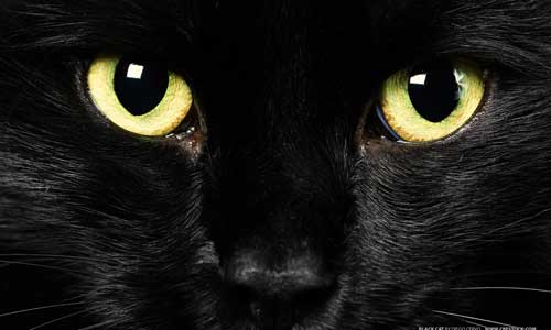 black cat