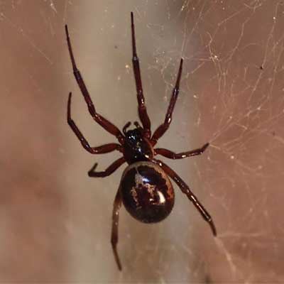 Spiders Superstition: Web Of Omens And Beliefs 2 Spiders superstitions
