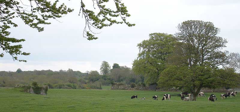 St Katherine's Abbey Ruins, Shanagolden, Limerick