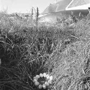 Piseóg – The Curse of the Irish? 1 Piseogs