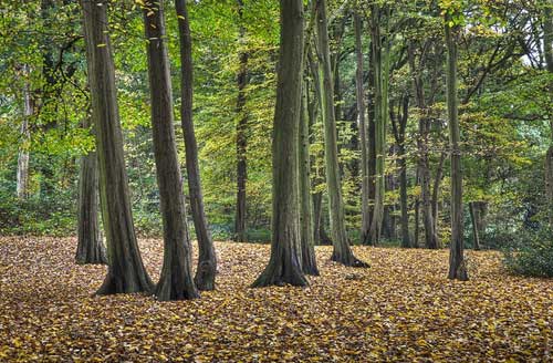 Highgate's Top 5 Haunted Places to Visit, according to David Farrant 3 Highgate Woods