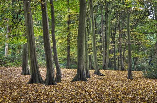 Highgate Woods