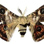 Vampires and Moths: A Connection in Horror 2