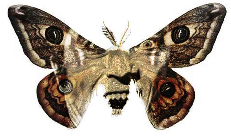 Vampires and Moths: A Connection in Horror 1 Moths and Vampires