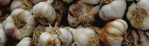 Garlic - protection from vampires