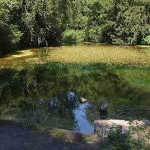 The Silent Pool in Surrey lives up to its name ...