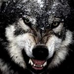 10 Werewolf Fun Facts to make you howl! 1