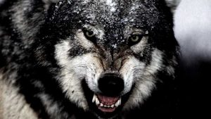 10 Werewolf Fun Facts to make you howl! 1