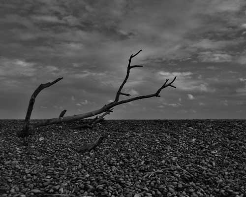 Skeletal remains on Dunwich Beach