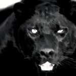 Big Cat Sightings of North West England