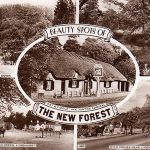 New Forest Postcard