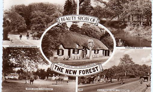 New Forest Postcard