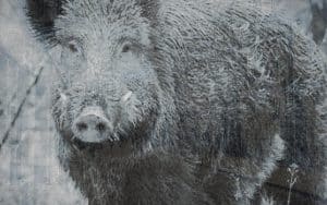 The Dolocher, Dublin's Night-Prowling Demonic Pig 1