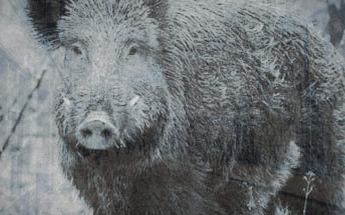 The Dolocher, Dublin’s Night-Prowling Demonic Pig