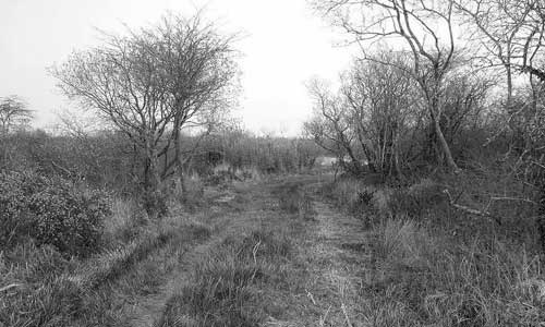 Goss Moor, Cornwall