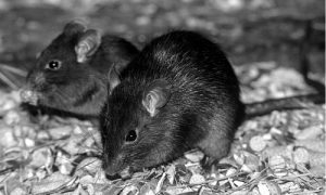 The Rats