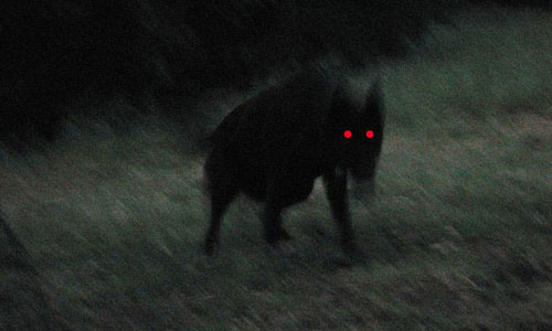 Black Dogs and Other Terrifying Warnings of Death 1 Black Dog