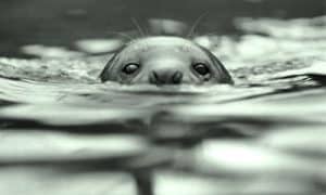 What is a Selkie or Seal Bride? 1