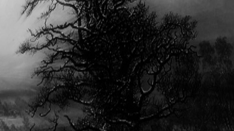Michael S Collins on By The Dying Tree AUTHOR INTERVIEW