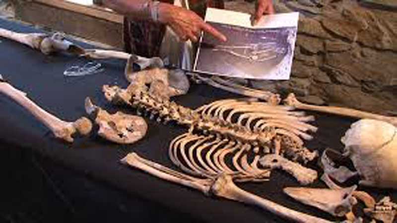 The archaeologist examines the bones of the skeleton found at St Osyth.