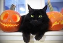 Black Cat