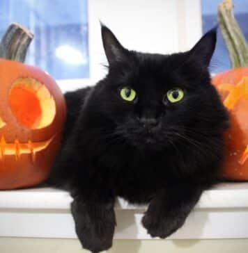 Black Cat
