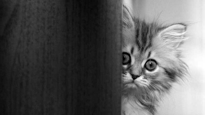 Felines and phantoms: Can Cats see Ghosts?