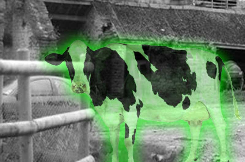6 Strangest Ghost Farm Animals In England