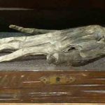 The Hand of Glory at Whitby Museum