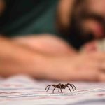 Spiders Superstition: Web Of Omens And Beliefs 1