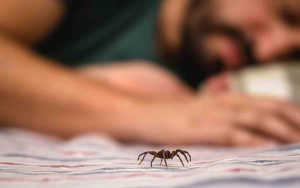 Spiders Superstition: Web Of Omens And Beliefs 1