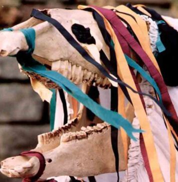 Mari Lwyd Horse Skull