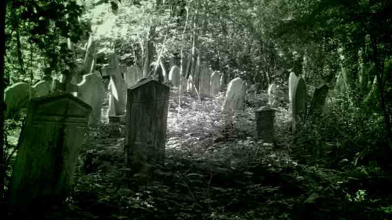 Abney Park Cemetery is home to the dead, and plenty of the living, including bats!