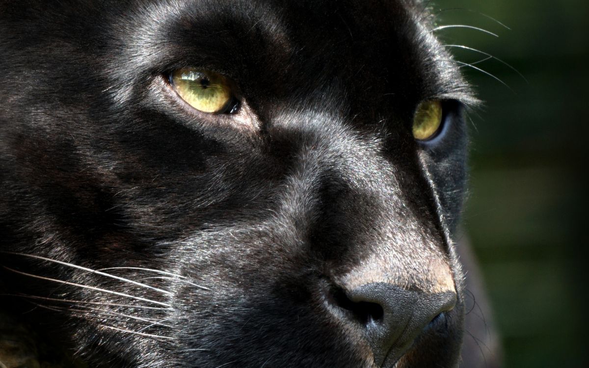 Where Have Alien Big Cat Been Spotted In Wales?