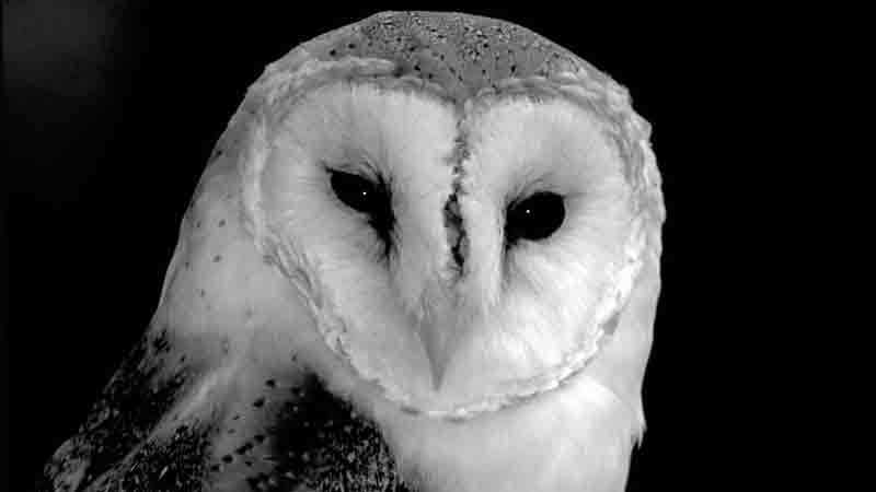 Barn Owl, Owl Folklore