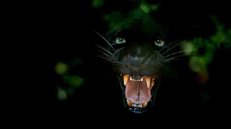 Wales has experienced many sightings of large wild alien cats in the wilderness.