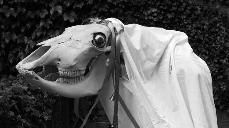 The Mari Lwyd is a horse skull, which is mounted onto a pole rather like a hobby horse, and draped in a sackcloth and ribbons.