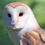 The Corpse Bird: A Guide to Welsh Owl Folklore 1