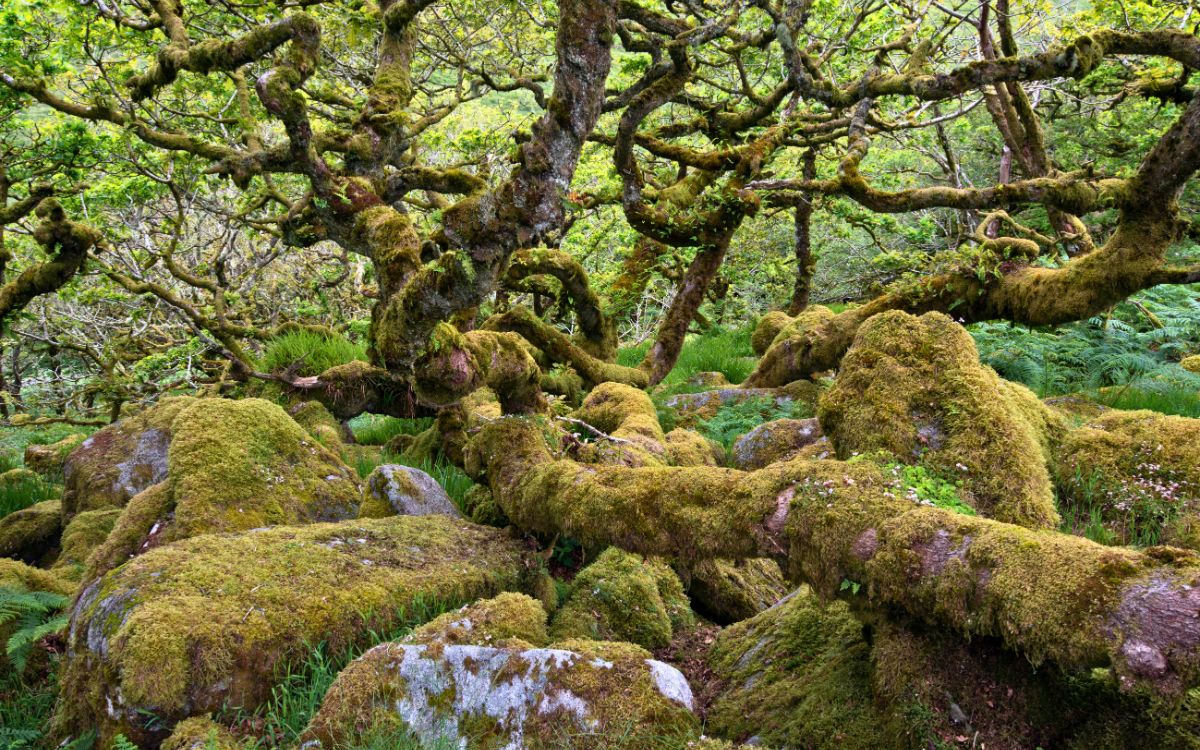 What Lurks In Dartmoor’s Wistman’s Woods?