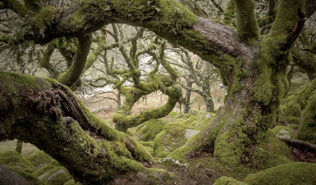 Wistman's Woods in Dartmoor, Devon