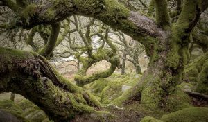 What Lurks In Dartmoor's Wistman's Woods? 5