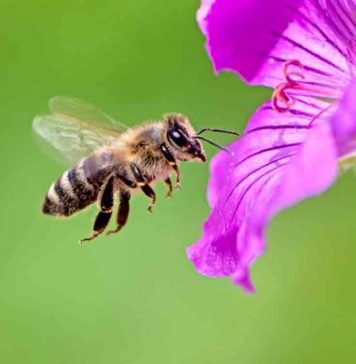 bee superstition