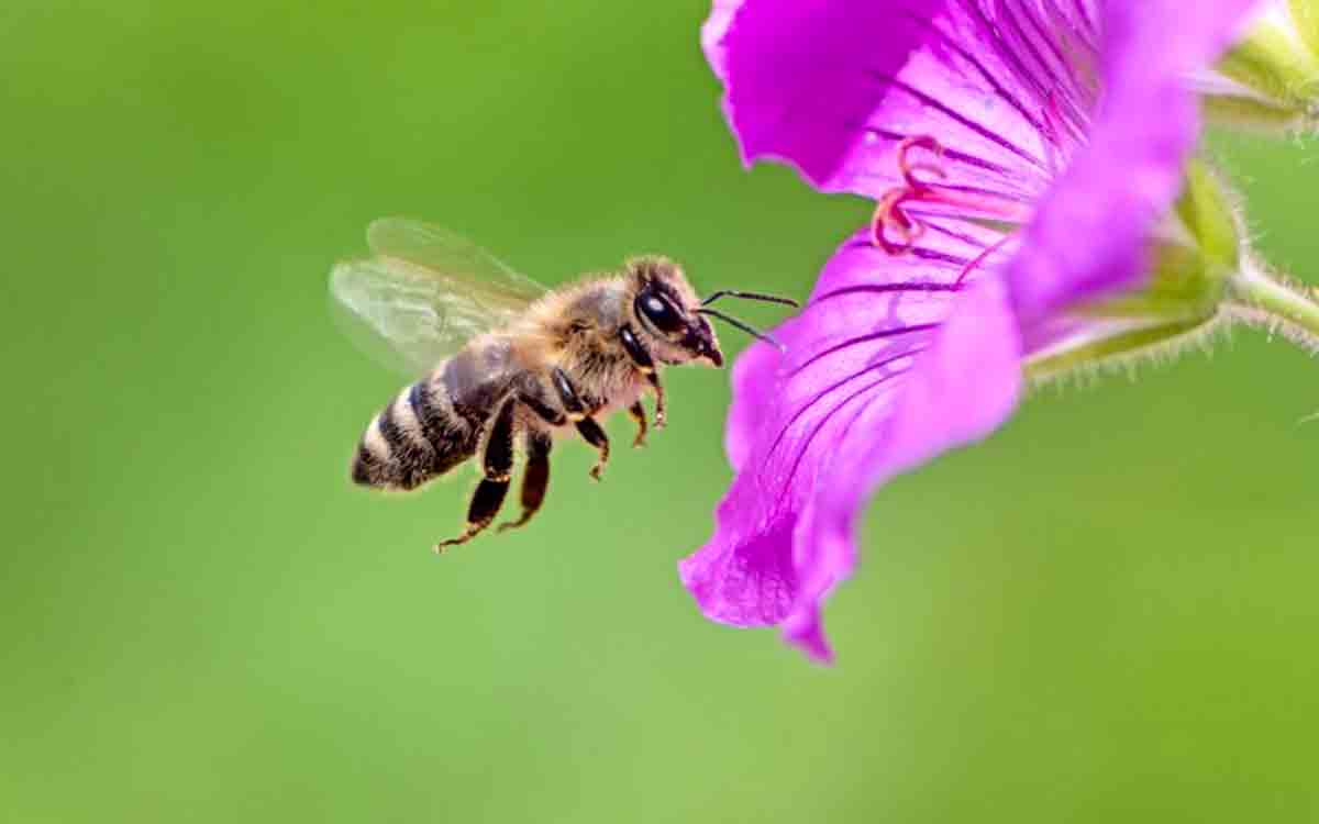 Bee superstition: A matter of life and death